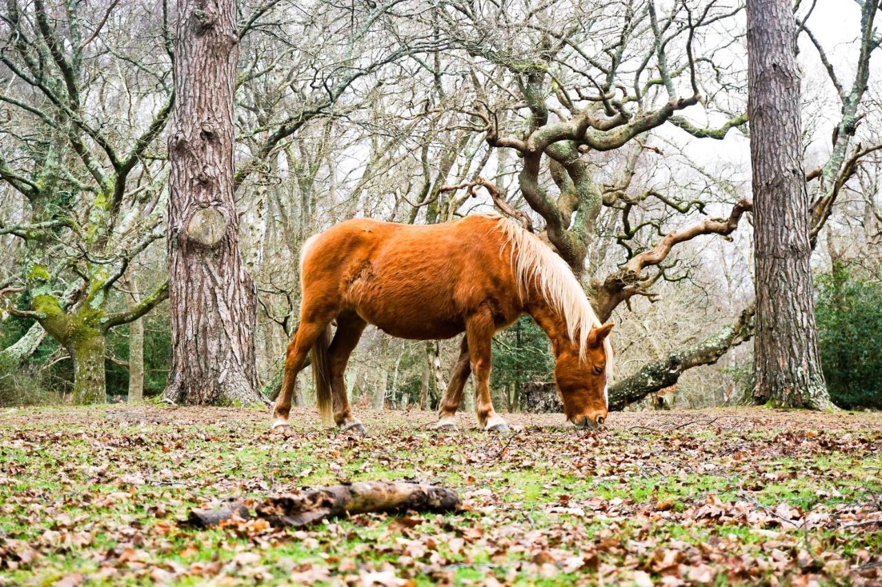 New Forest Lodge Landford Eksteriør billede